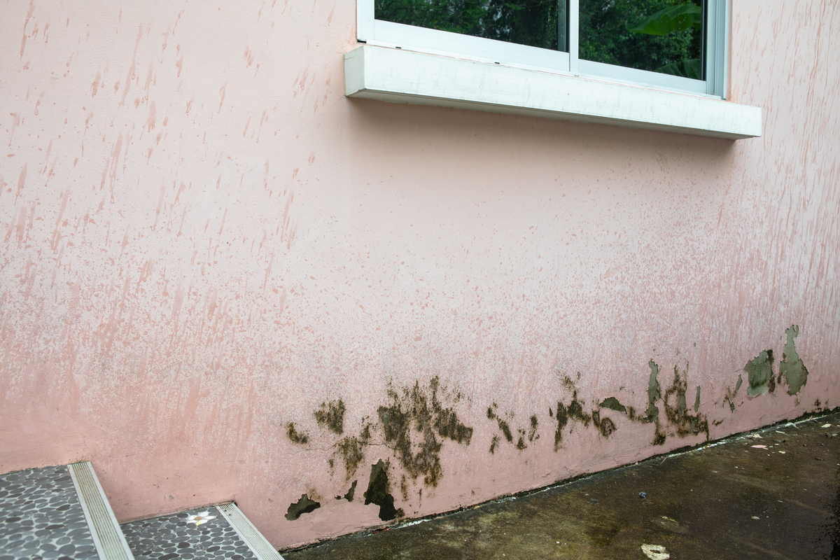 The Issue With Residental Exterior Mold And Fungus